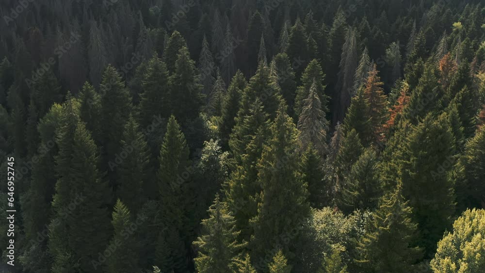 Dense forest and treetops drone video Dense forest and treetops drone video