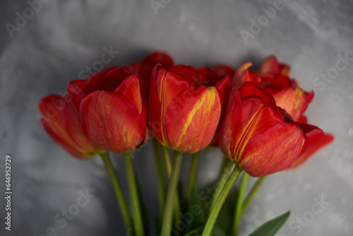 red and yellow tulips against the background of a gray wall