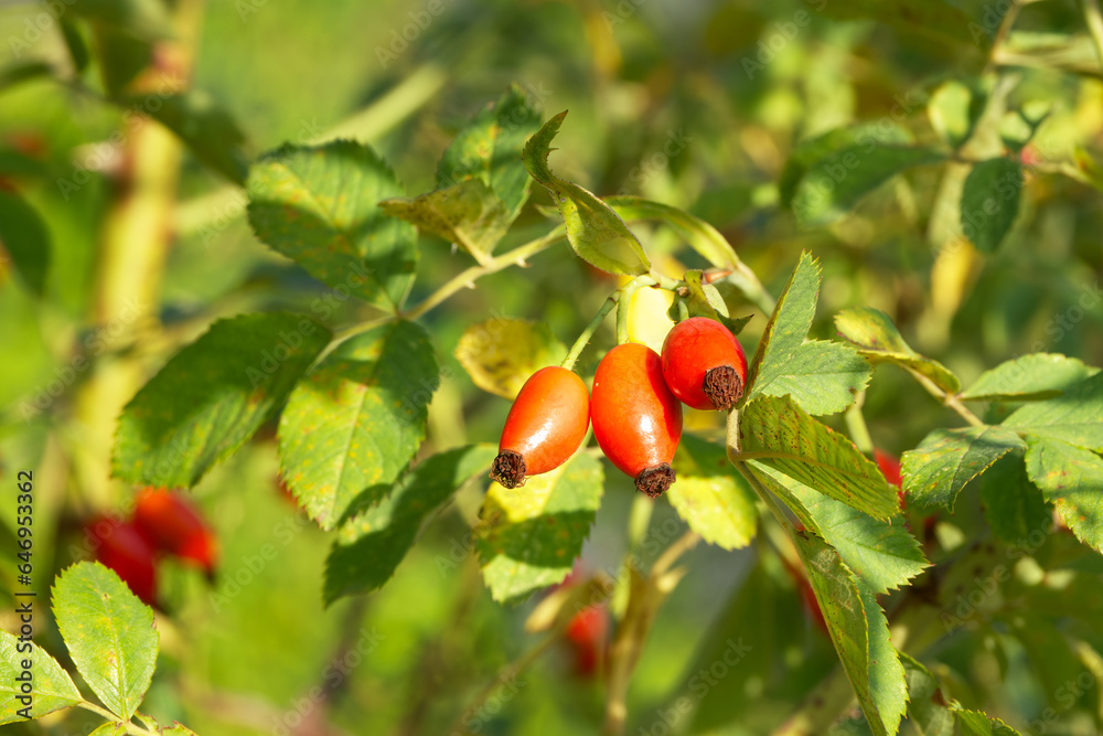 red rosehips on a bush