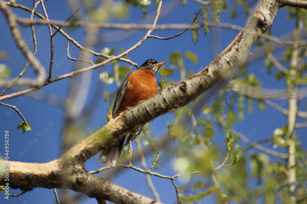 bird on the tree bird on the tree