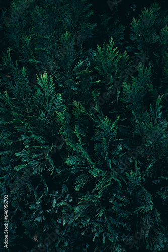 A close up of evergreen Thuja tree branches