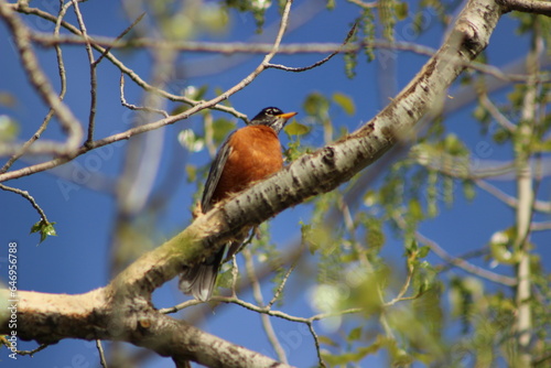 bird on the tree