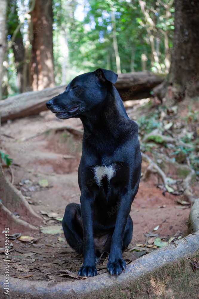 Portrait of a beautiful black dog on a trail in a rain forest, Chiang Mai, Thailand.