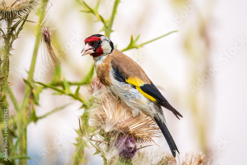 European goldfinch, feeding on the seeds of thistles. Carduelis carduelis. © Dmitrii Potashkin