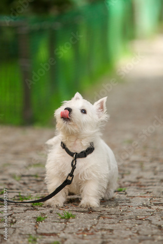 White West Highland Terrier Puppy Looks Up And Licks. On a walk. High quality photo