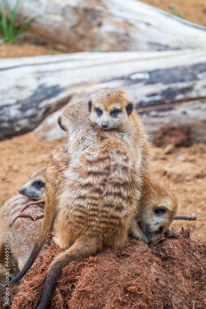 Fototapeta premium A group of cute meerkats. Meerkat Family are sunbathing.