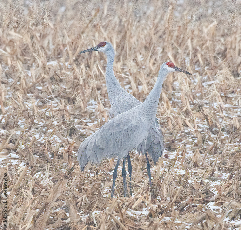 Naklejka premium Sandhill cranes in Winter