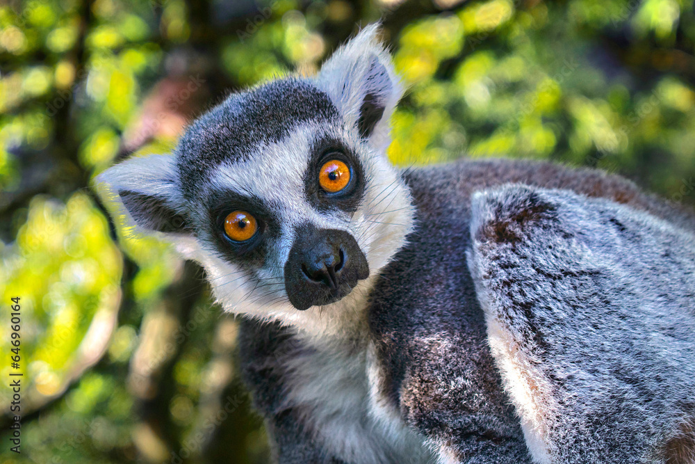 Fototapeta premium ring tailed lemur with open eyes