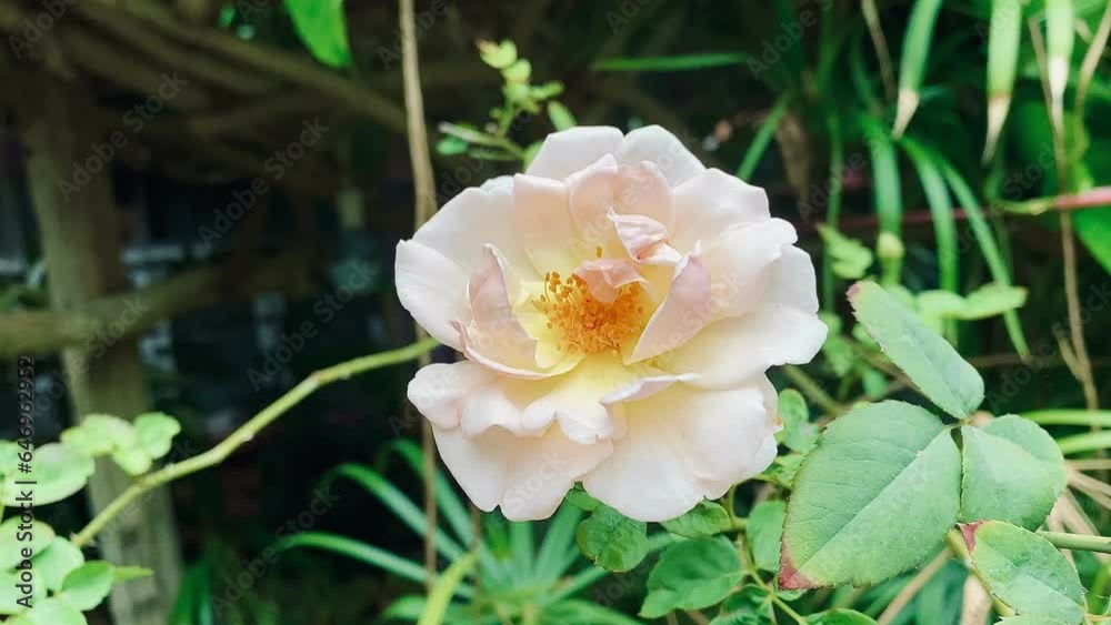 Pink rose flower on garden, isolated pink rose flower, pink rose flower for love romance, Makes you feel fresh, bright, and feels good. Use it to make perfume or beauty business. or a date about love Pink rose flower on garden, isolated pink rose flower, pink rose flower for love romance, Makes you feel fresh, bright, and feels good. Use it to make perfume or beauty business. or a date about love