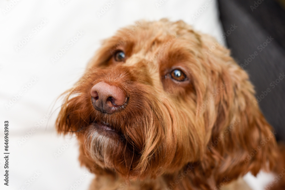 Fototapeta premium Cute dog looking at camera while sitting outside