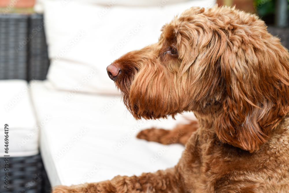Fototapeta premium Cute dog looking at camera while sitting outside
