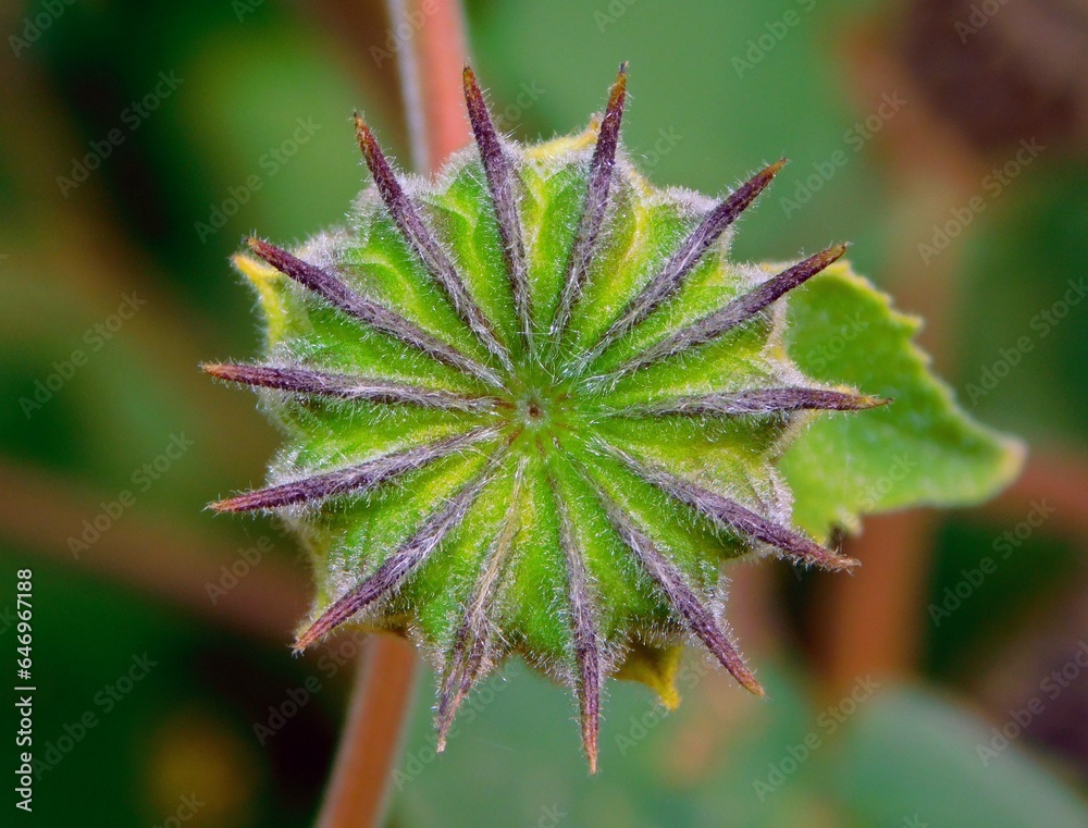 Abutilon theophrasti is a species of deciduous plant belonging to the Malvaceae family, it is native to southern Asia.