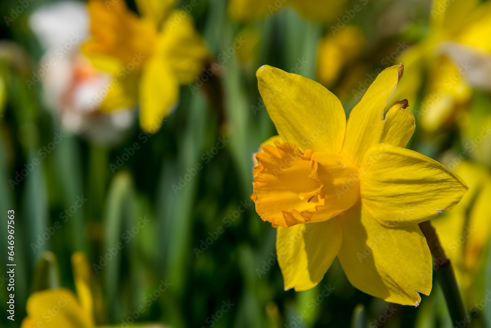 Blooming Narcissus flowers in the Tulip Garden of Morahalom Blooming Narcissus flowers in the Tulip Garden of Morahalom