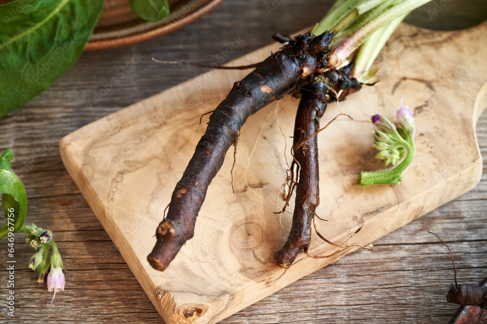 Obraz premium Comfrey or knitbone root on a table