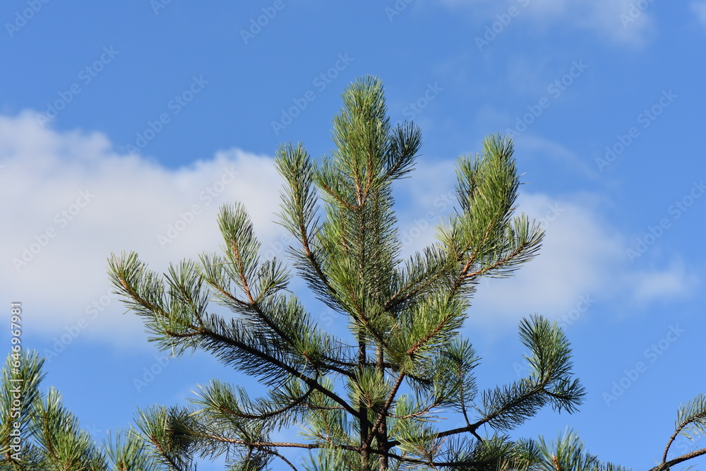 pine tree branches against sky pine tree branches against sky