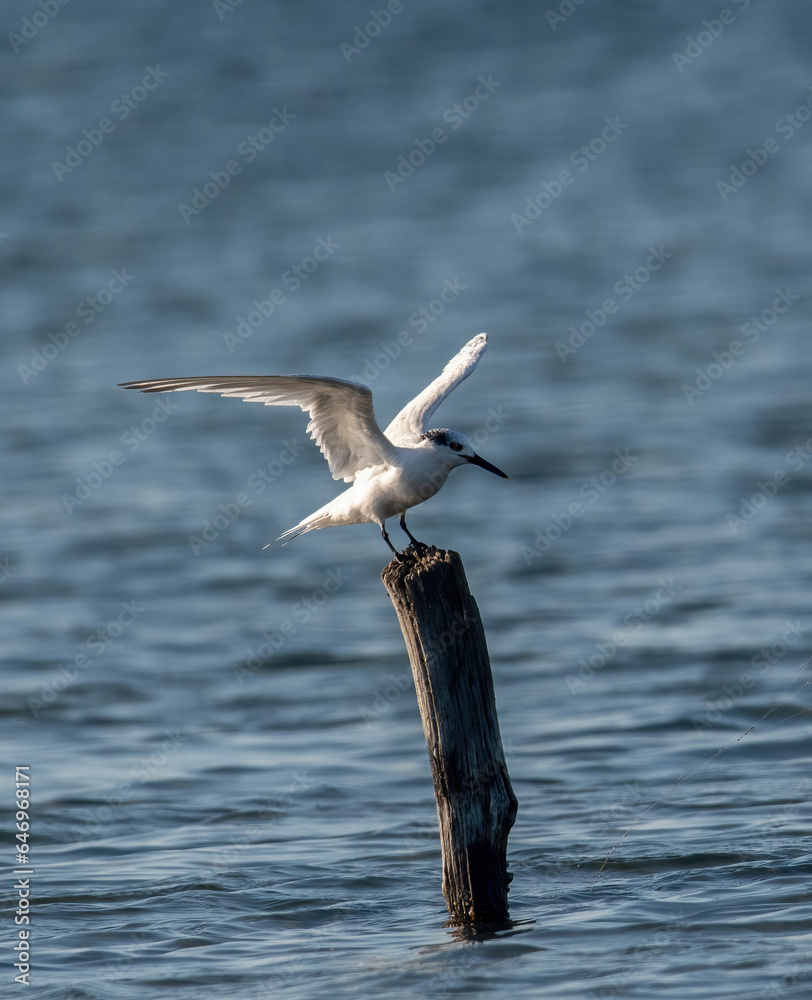 Fototapeta premium Sandwich terns (Thalasseus sandvicensis) in natural environment