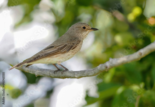 Spotted Flycatcher ( Muscicapa striata) sitting on the branch in the forest.