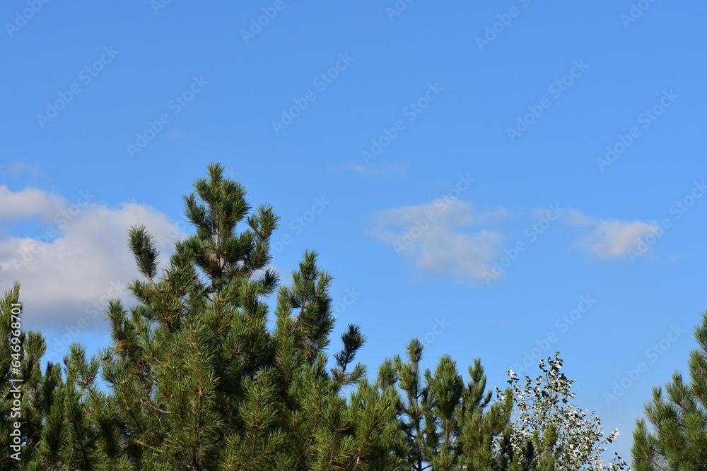 pine tree forest against blue sky in summer