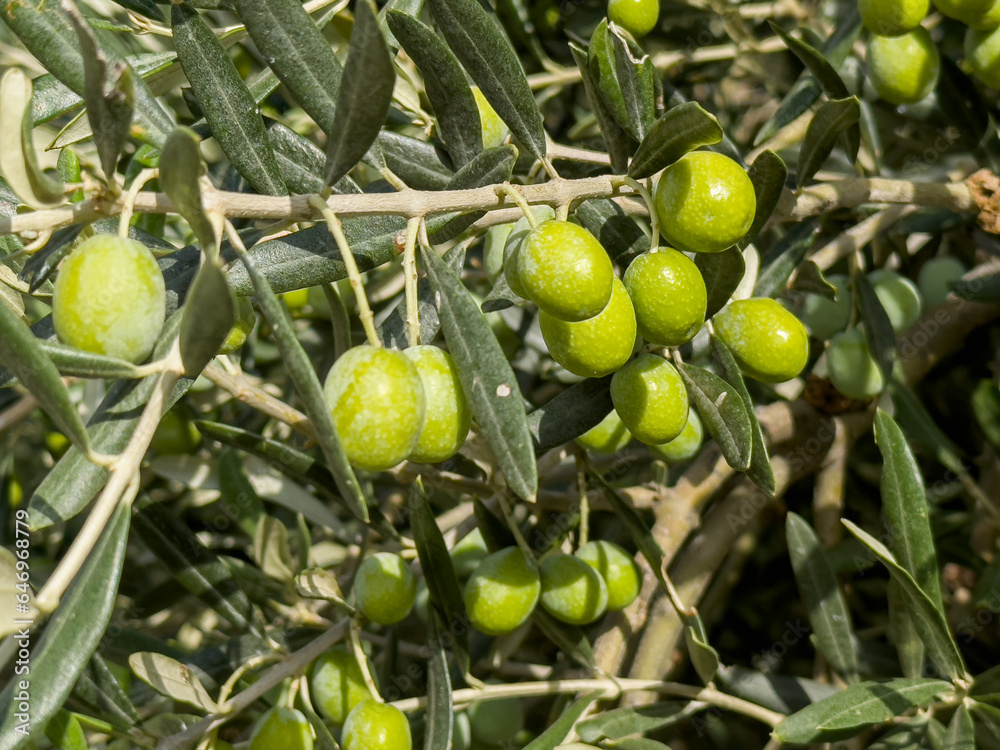 green olives on the olive tree , tree branch full of green olives with green leaves