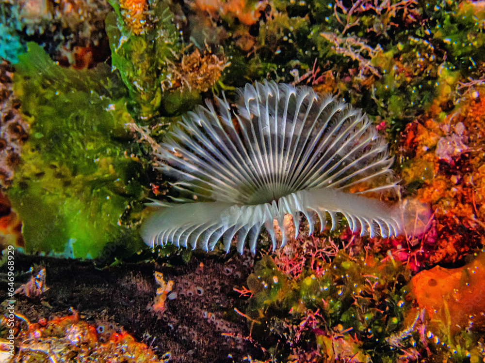 Sabellidae,feather duster worms,Splitcrowned feather duster worm Stock