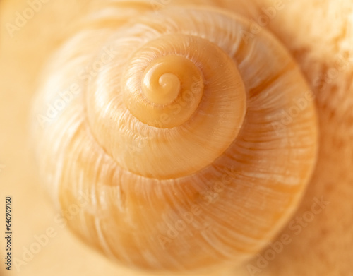 Macro photo of a beige shell. blur and selective focus. Golden ratio in nature