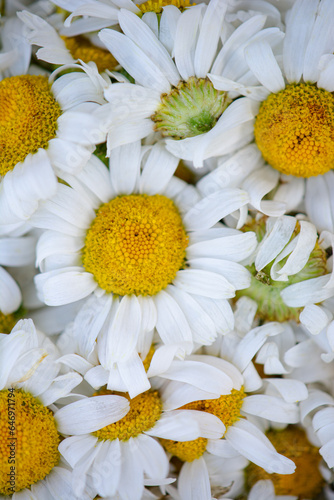 Chamomile flowers pattern, Natural floral background. Close-up of summer seasonal flowers.