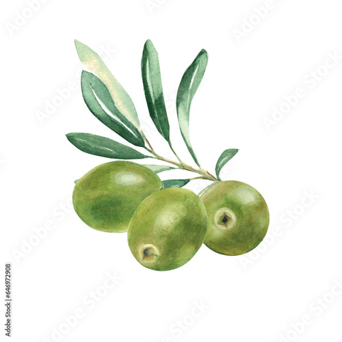 Olive branch with green olives isolated on white background. Watercolor illustration.