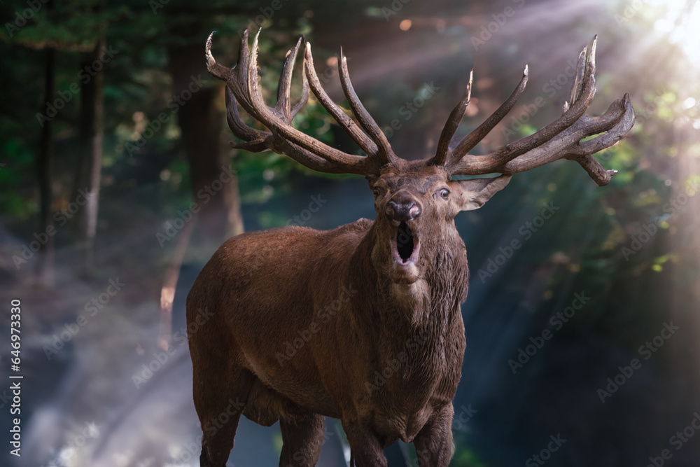 Fototapeta premium Schreiender Rothirsch im Morgenlicht