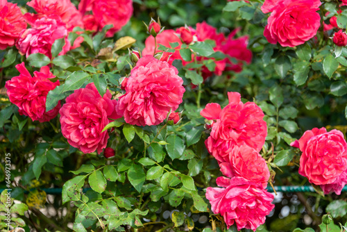 Fototapeta Naklejka Na Ścianę i Meble -  Beautiful blooming pink buds of spray roses in a rose garden.