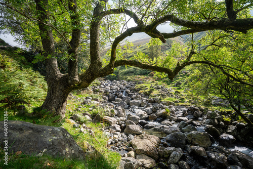 Stream in the Wasdale Valley  in the Lake District  UK  on the approach to Scafell - Landscape