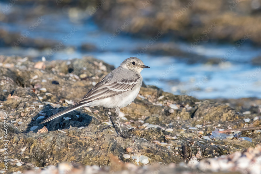 Beautiful nature scene with White wagtail (Motacilla alba) Beautiful nature scene with White wagtail (Motacilla alba)