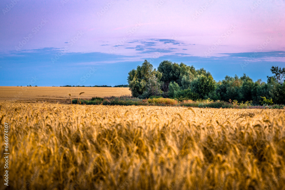 Field of wheat at summer sunrise. Blue hour. Golden sun . Woods in the middle of wheat 