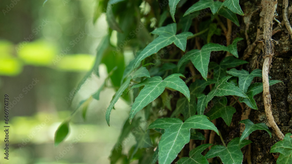 Climbing leaves on a large tree trunk