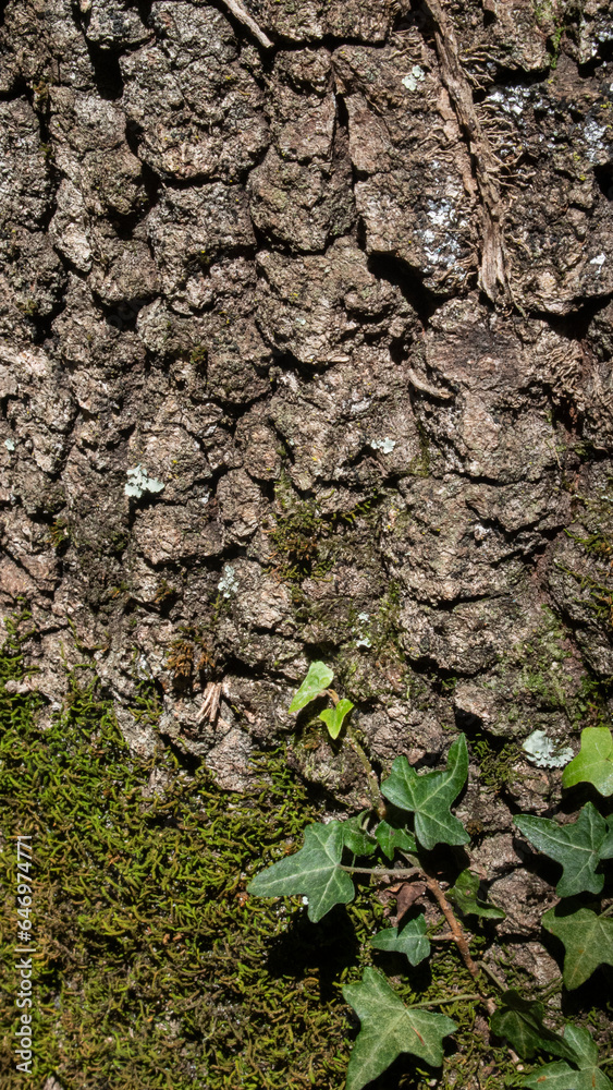 Detail of ivy leaves on the cracked trunk of a large tree. Detail of ivy leaves on the cracked trunk of a large tree.