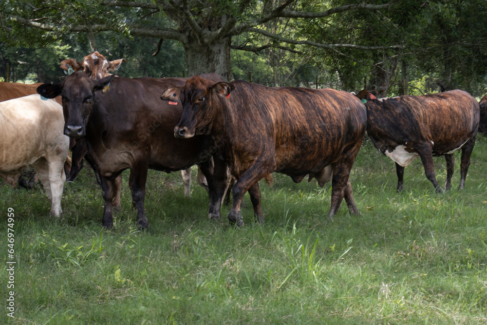 Cows or cattle grazing in an autumn pasture. Cows or cattle grazing in an autumn pasture.