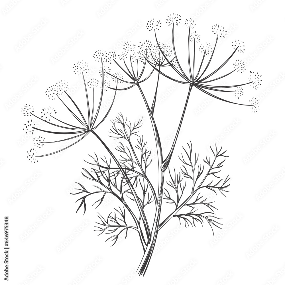 Dill or fennel spice flower and leaves, foeniculum vulgare medical herbal plant stem with seed botanical hand drawn sketch. Floral branch garden herb. Culinary seasoning, healthy food. Outline vector 