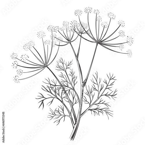 Dill or fennel spice flower and leaves, foeniculum vulgare medical herbal plant stem with seed botanical hand drawn sketch. Floral branch garden herb. Culinary seasoning, healthy food. Outline vector 