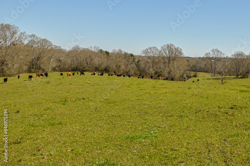 Cows or cattle grazing in an autumn pasture.