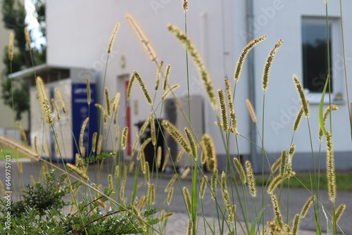 Setaria viridis grass growing by the roadside in the city photo