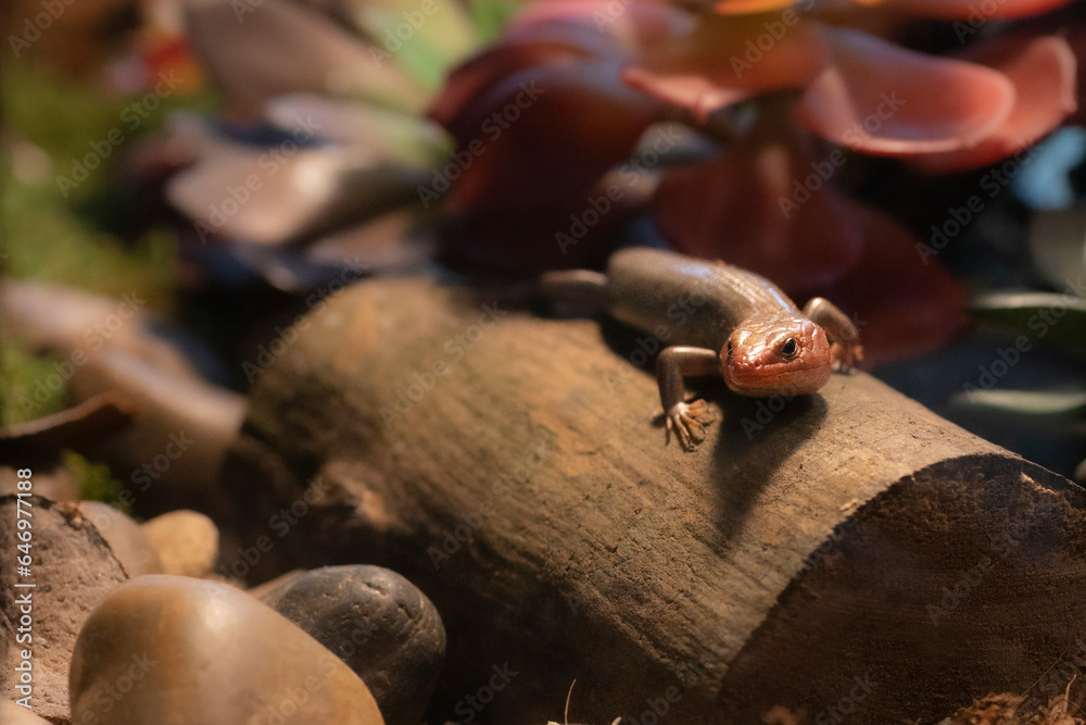 Portrait of a Broad Headed Skink in the wild. Portrait of a Broad Headed Skink in the wild.