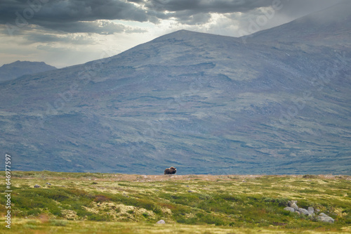 The muskox gives a nice silhouette in the Norwegian highlands in Dovre