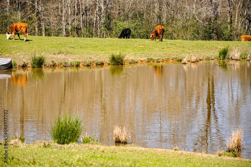 Herd of cattle grazing in a pasture next to a pond.