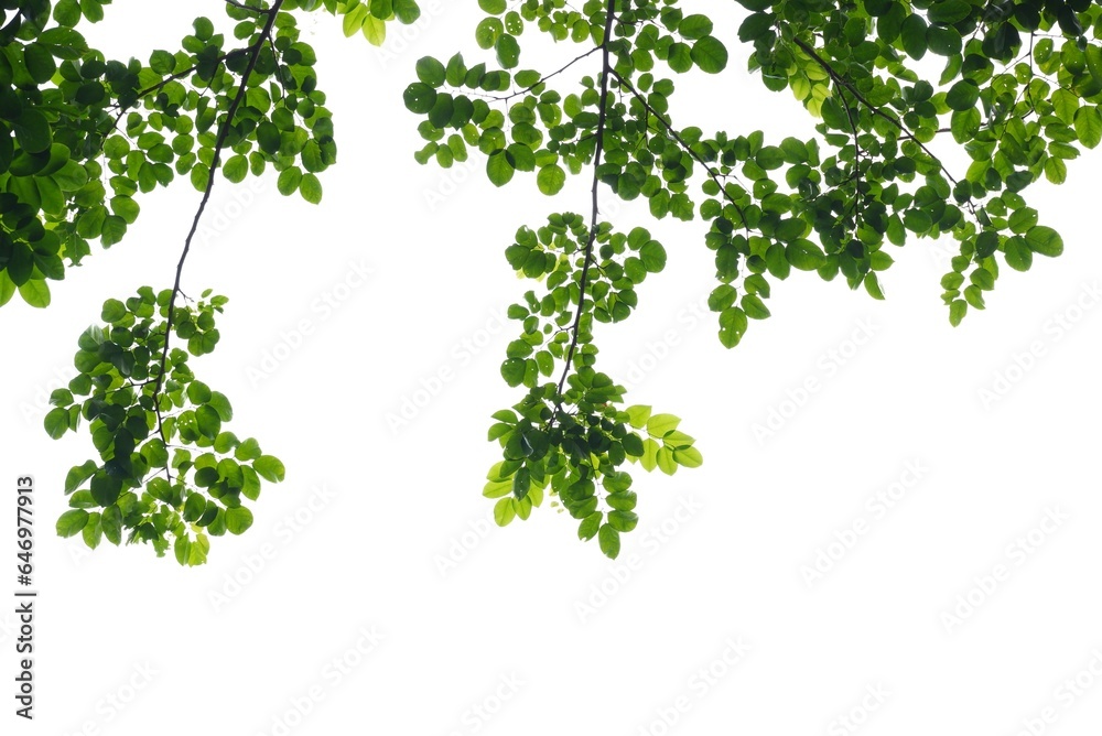 Tropical tree leaves with branches on white isolated background for green foliage backdrop and copy space Tropical tree leaves with branches on white isolated background for green foliage backdrop and copy space