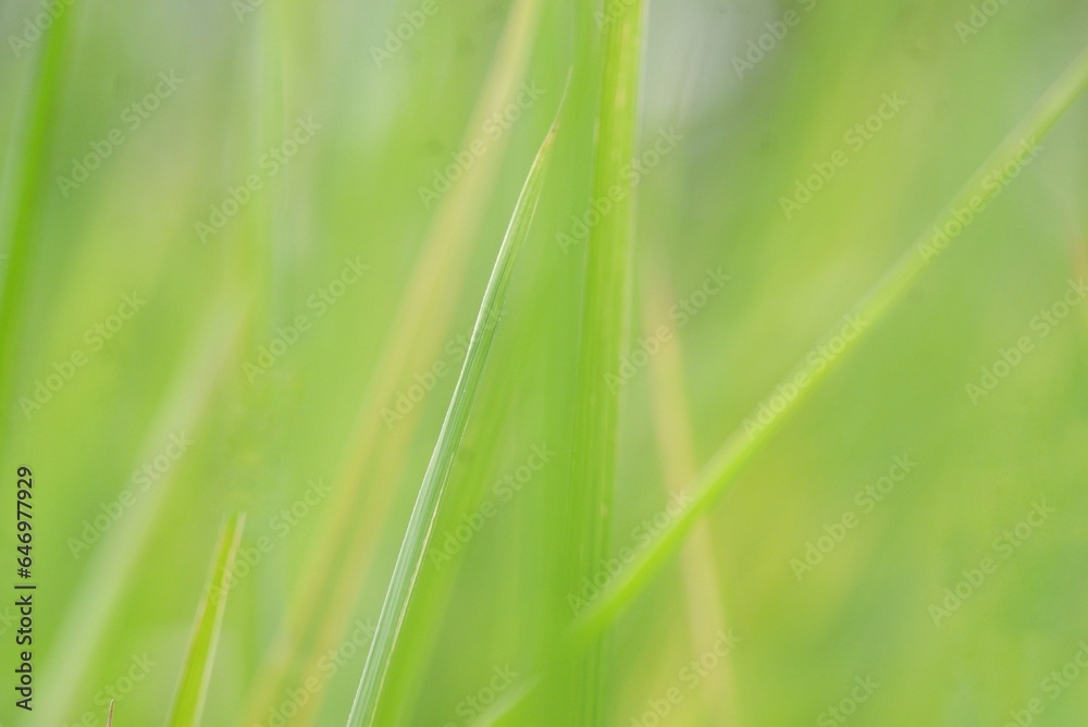 Blurred a grass leaf in a field with green nature background Blurred a grass leaf in a field with green nature background
