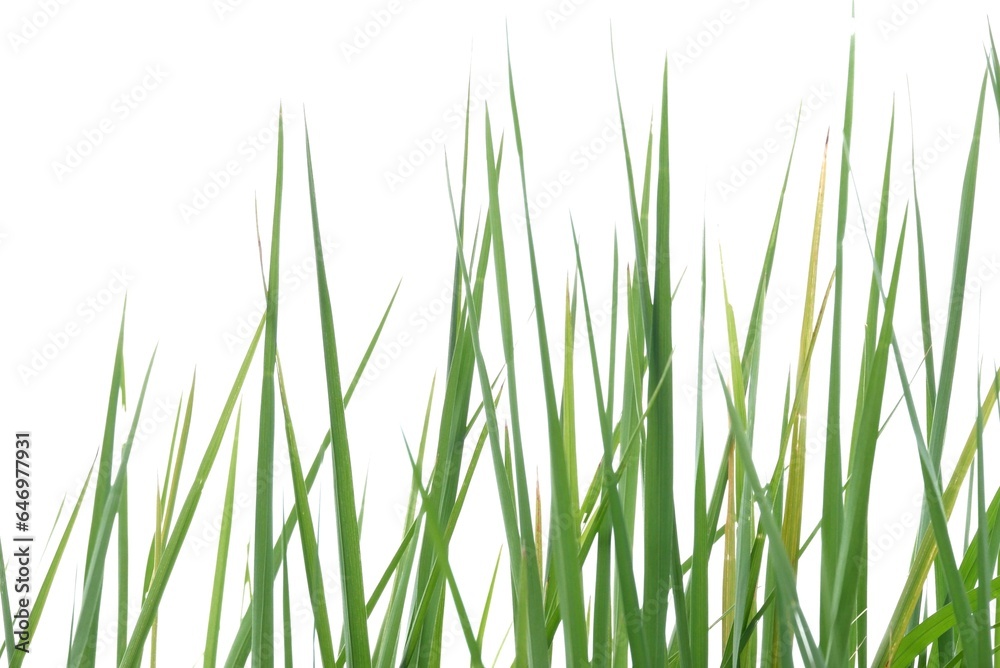 In selective focus rice leaves plant on white isolated background for green foliage backdrop In selective focus rice leaves plant on white isolated background for green foliage backdrop