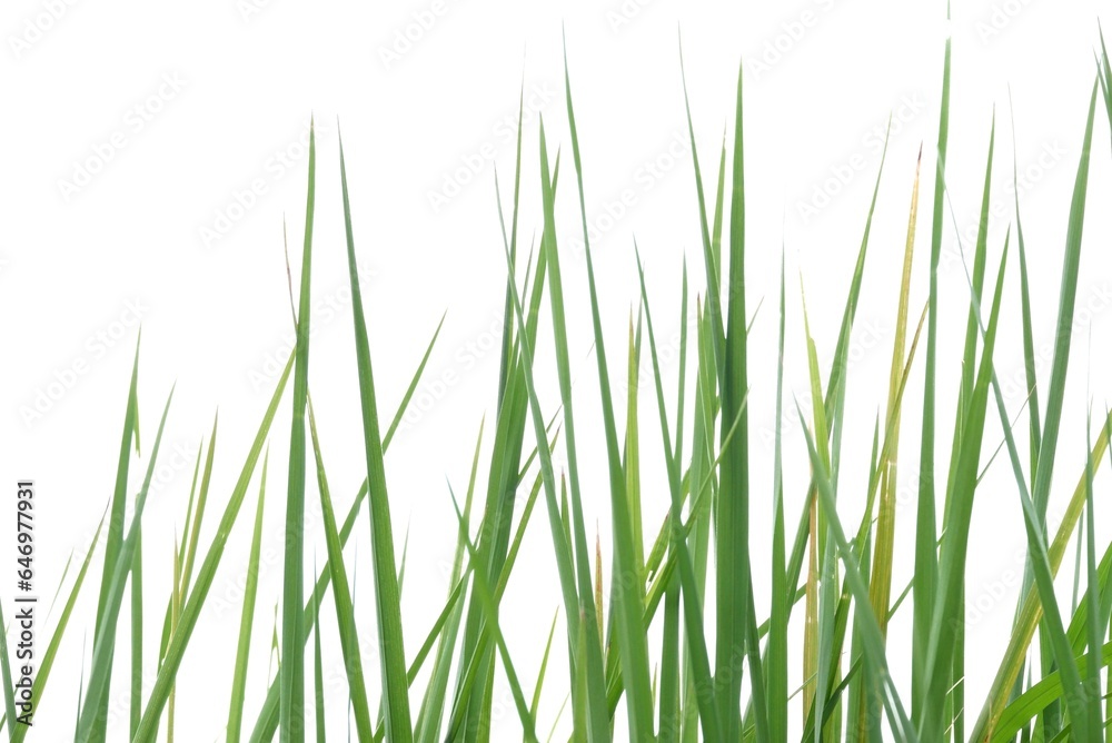 In selective focus rice leaves plant on white isolated background for green foliage backdrop 