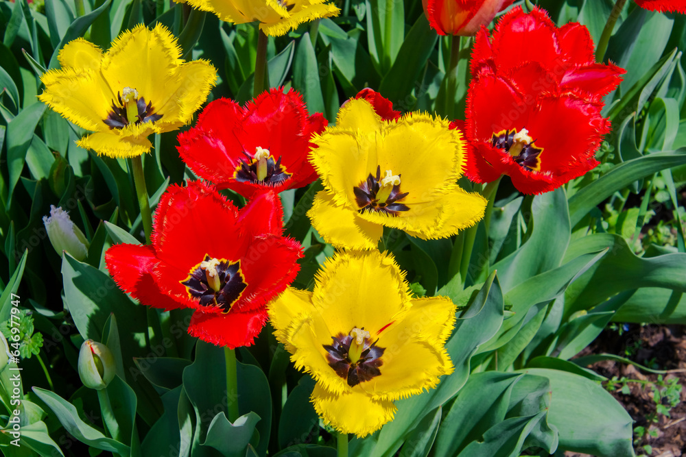 Blooming tulip flowers in the Tulip Garden of Morahalom Blooming tulip flowers in the Tulip Garden of Morahalom