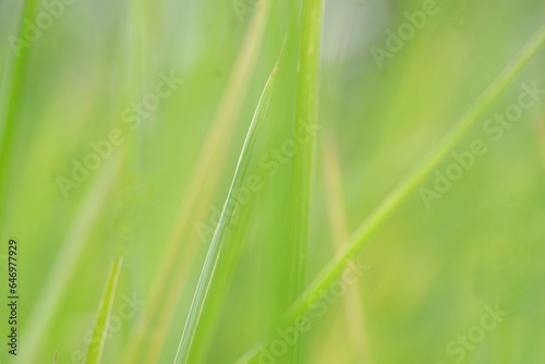 Blurred a grass leaf in a field with green nature background 