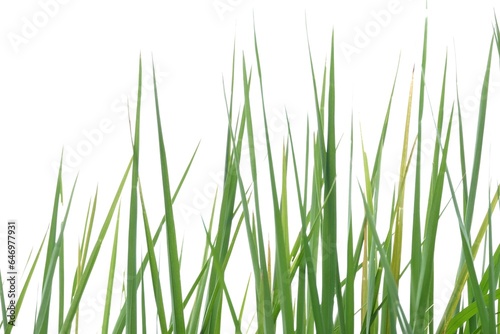 In selective focus rice leaves plant on white isolated background for green foliage backdrop 
