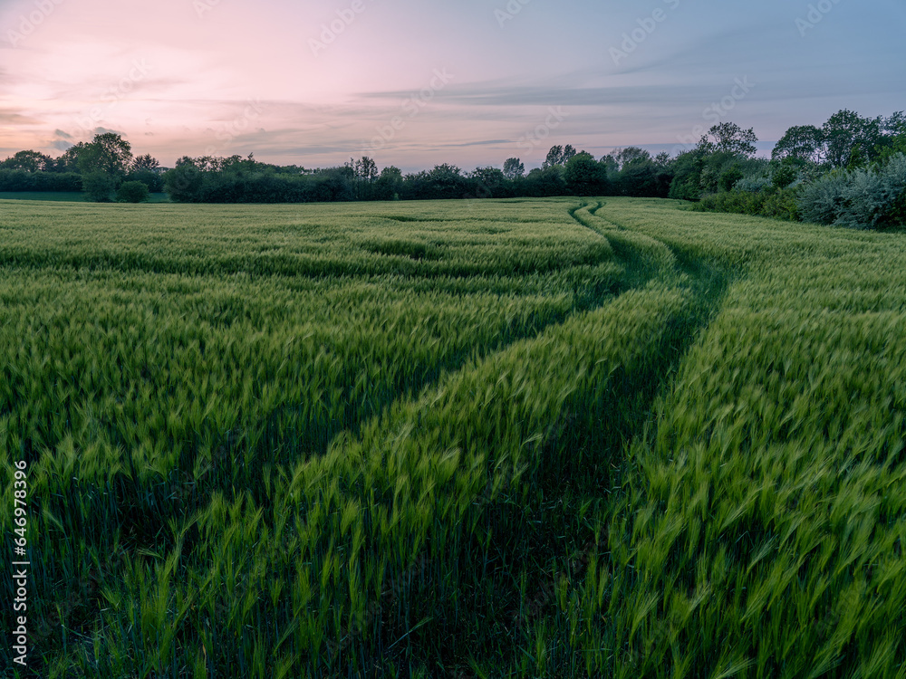 Green rye field with tractor tracks and distant treeline in the background Green rye field with tractor tracks and distant treeline in the background